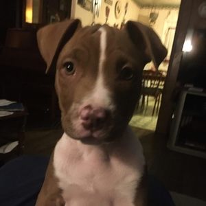 Meet your Posher, Les